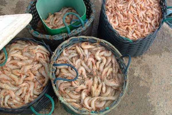 shrimps from roy frenkiel
